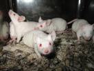 Picture of pigs