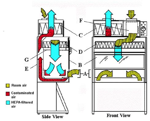 Air Flow Patterns in Biological Safety Cabinets Class II Type B2