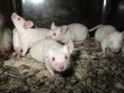 ABSL2a mice